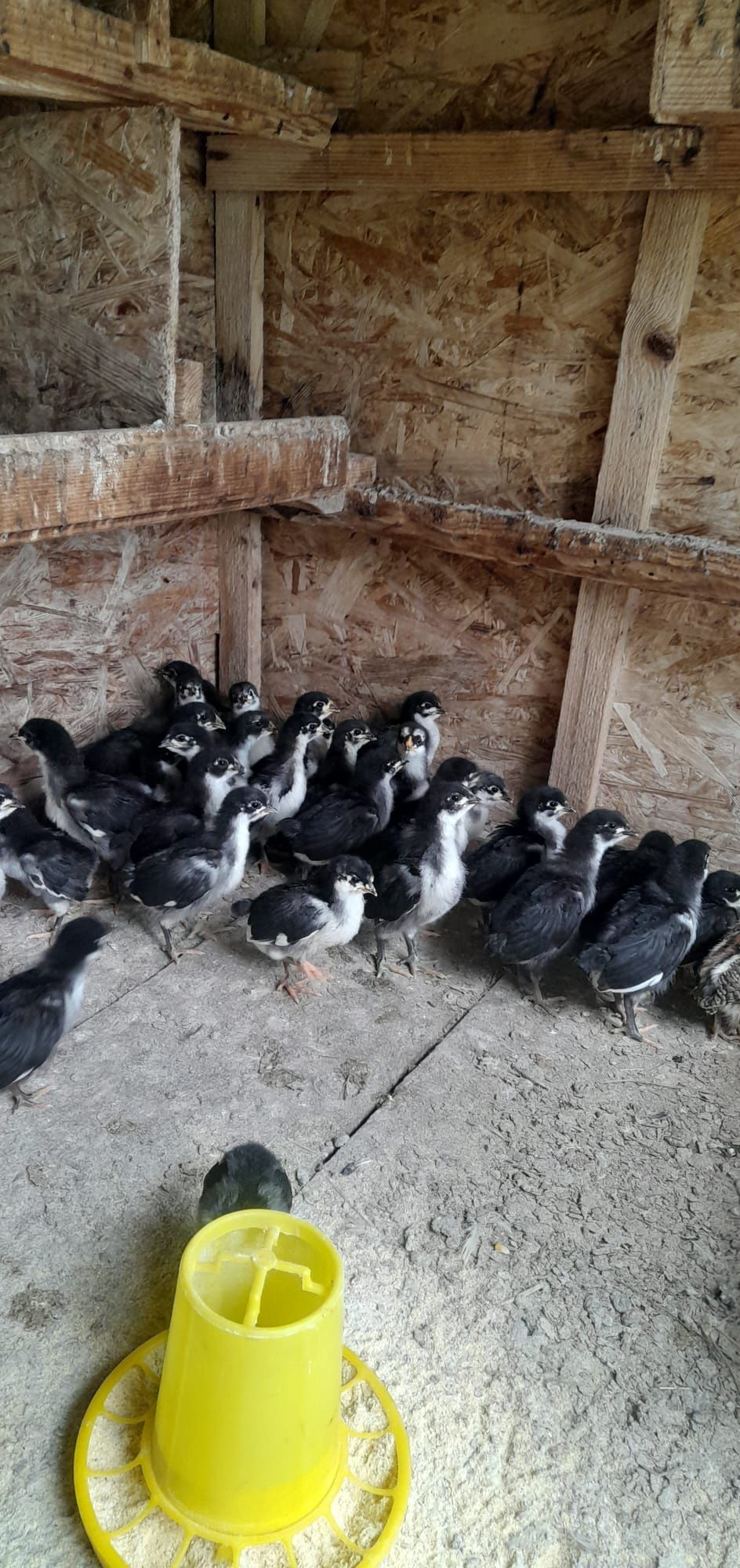 Pui australorp de vânzare