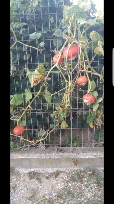 Tartacute dovleci ornamentali