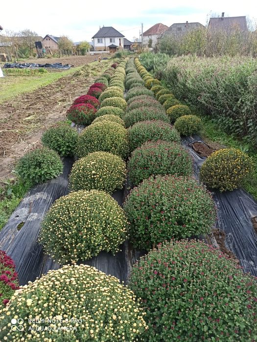 Crizanteme în ghivece, la fir și la buchete.