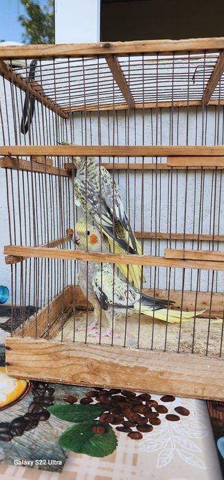 5 ойлик карелалар 140 000