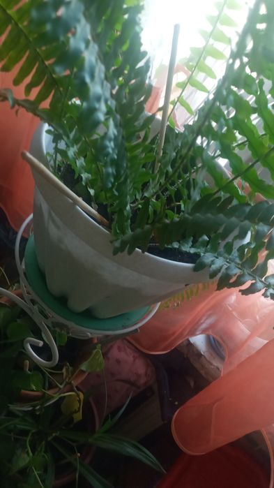 Папоротник нефролипес 1 год возраст