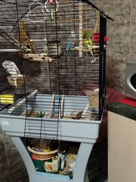 Vând cușcă papagali