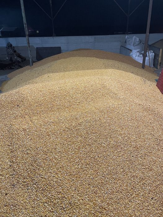 Porumb syngenta chorintos rosu si pioneer