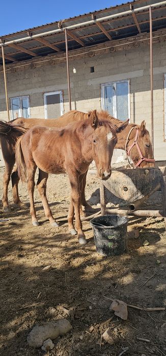 Ona bola ot  bolasi erkak toychasi juda sifatli