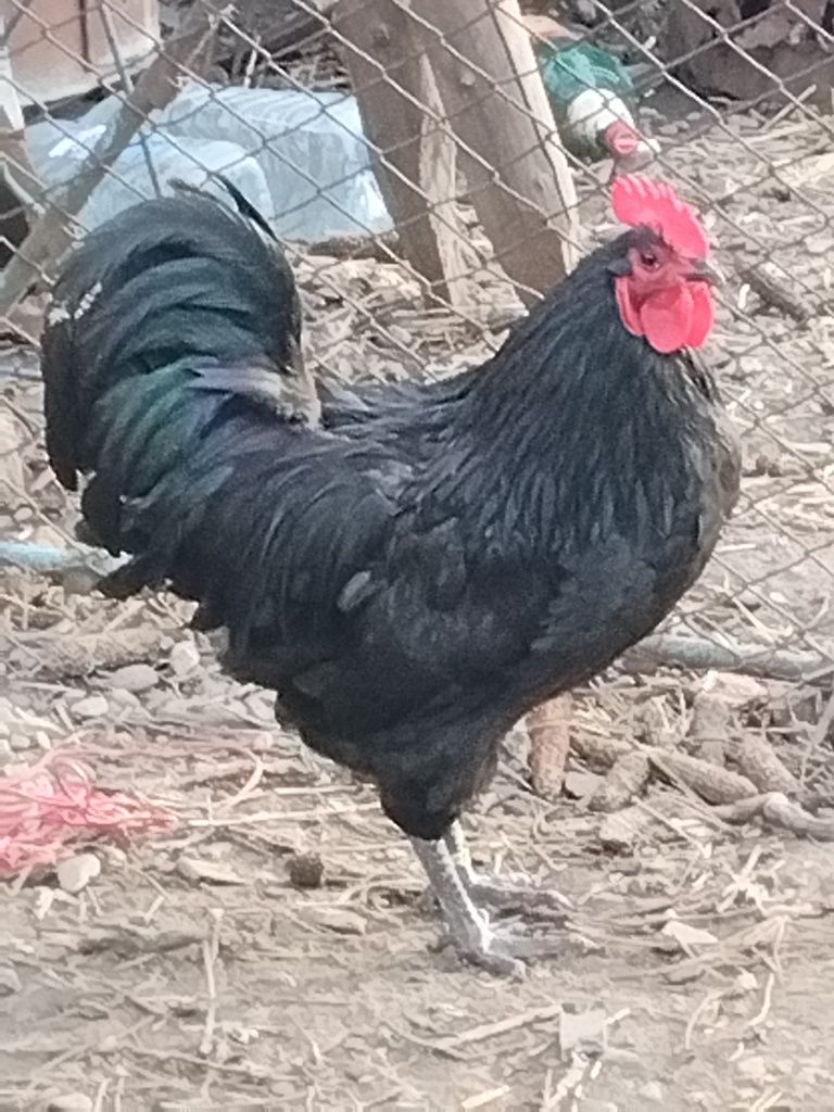 De vanzare cocoși de australorp.