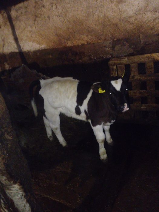 Vând vițel de 2 luni