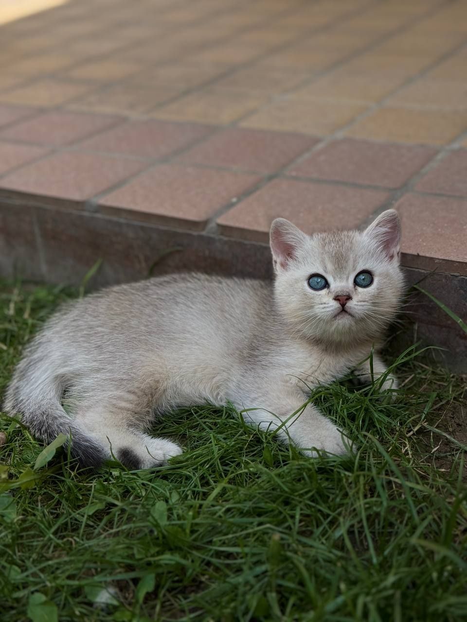 Продаю породистых котят. Фото котят и их родителей закрепил.