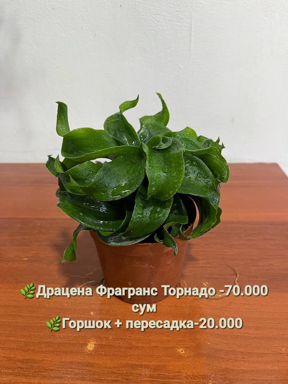 Продаются Рипсалис, Дисхидия Русифолия, Драцена
