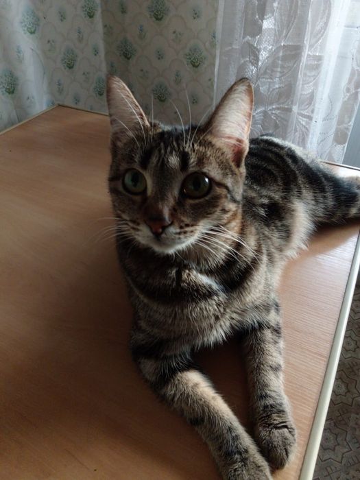 Отдам котят в хорошие руки