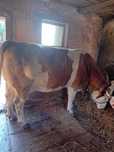 Vaca pentru abator