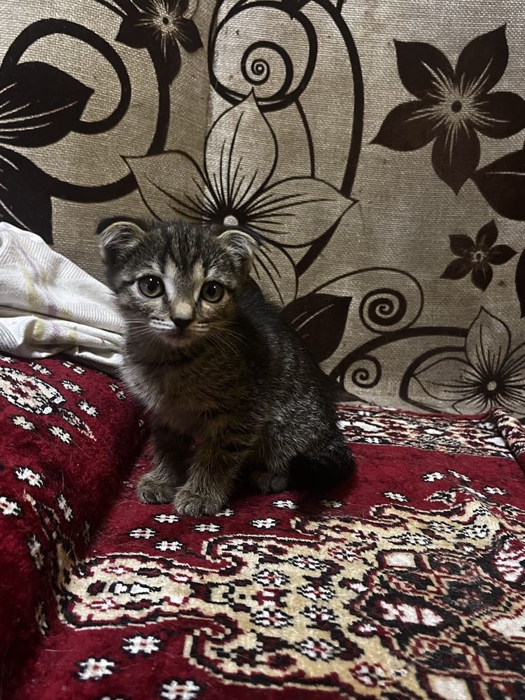 Продам котят возможен торг