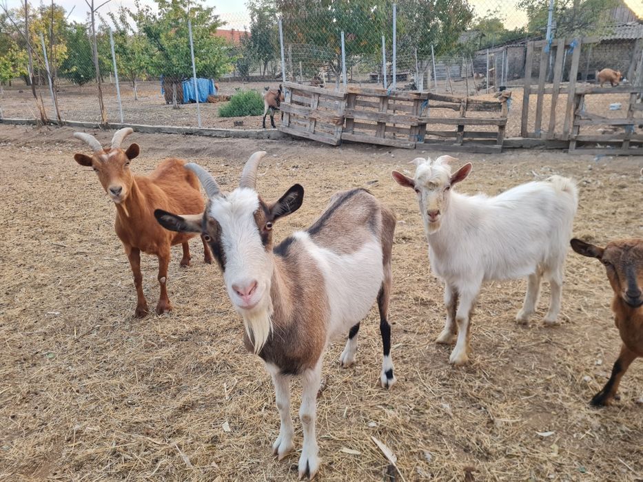 Vând capre gestante