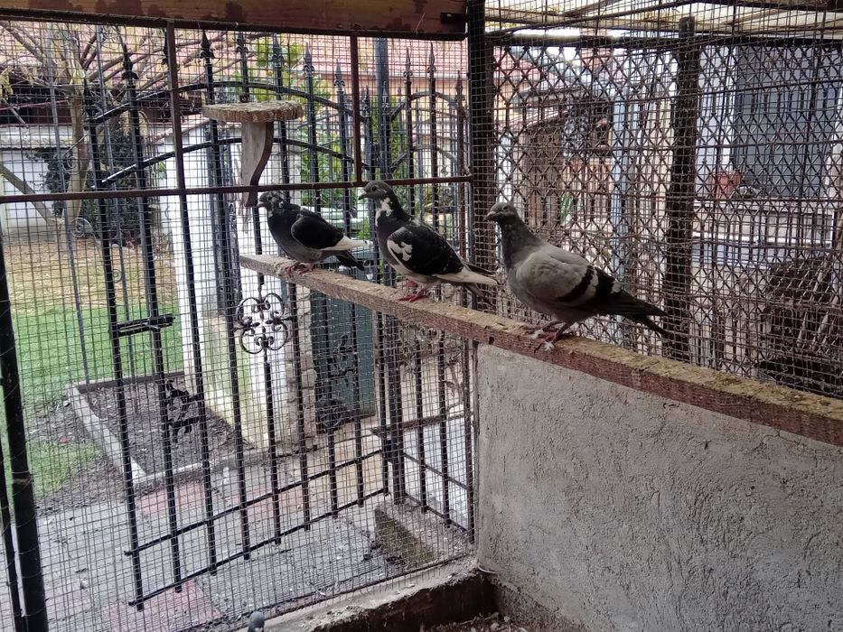 Porumbei voiajori de vînzare