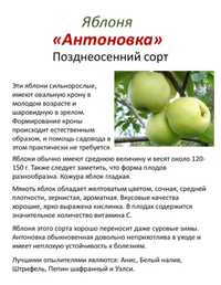 Саженцы яблонь Антоновка
