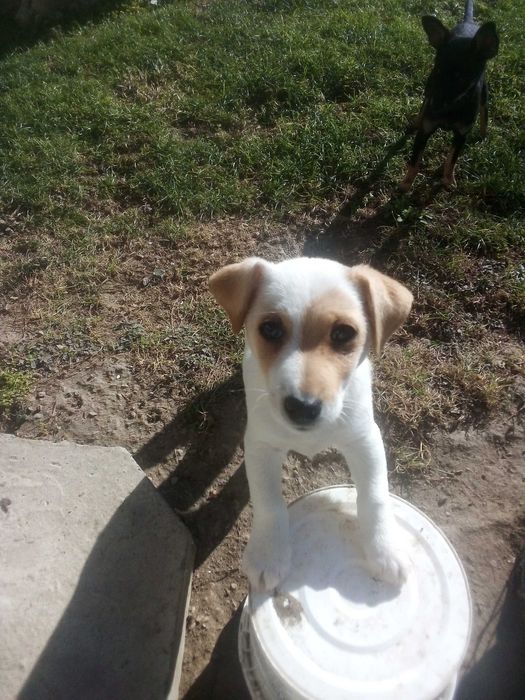 Джак Ръсел Териер