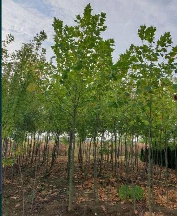 Plante ornamentale pentru o gradina de vis oferim transport