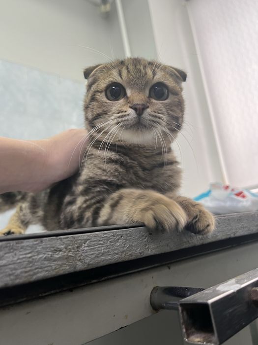 Котик ищет свой дом