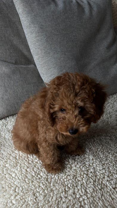 Продава се той пудел (Poodle Toy), мъжко, на 3 месеца,