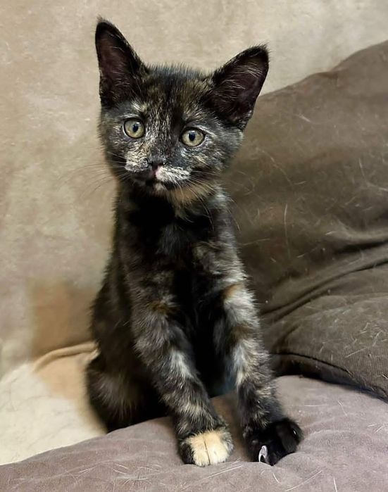 Шотландские котята, девочки в серых окрасов