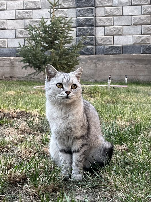 Шотландская прямоухая кошка