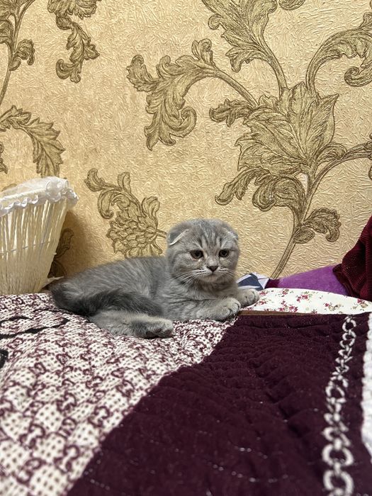 шотландский котенок