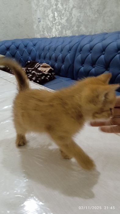 Mushuk sotiladi rangi sariq