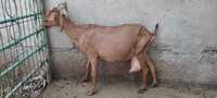 Продается коза,  порода испанская мурсиана