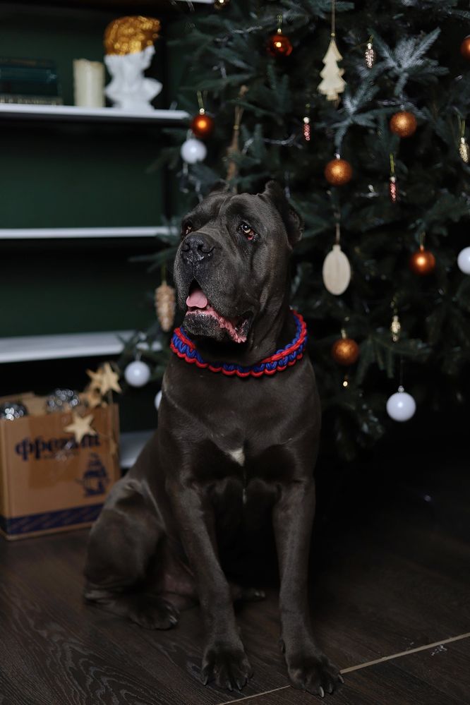 Кане корсо вязка cane corso