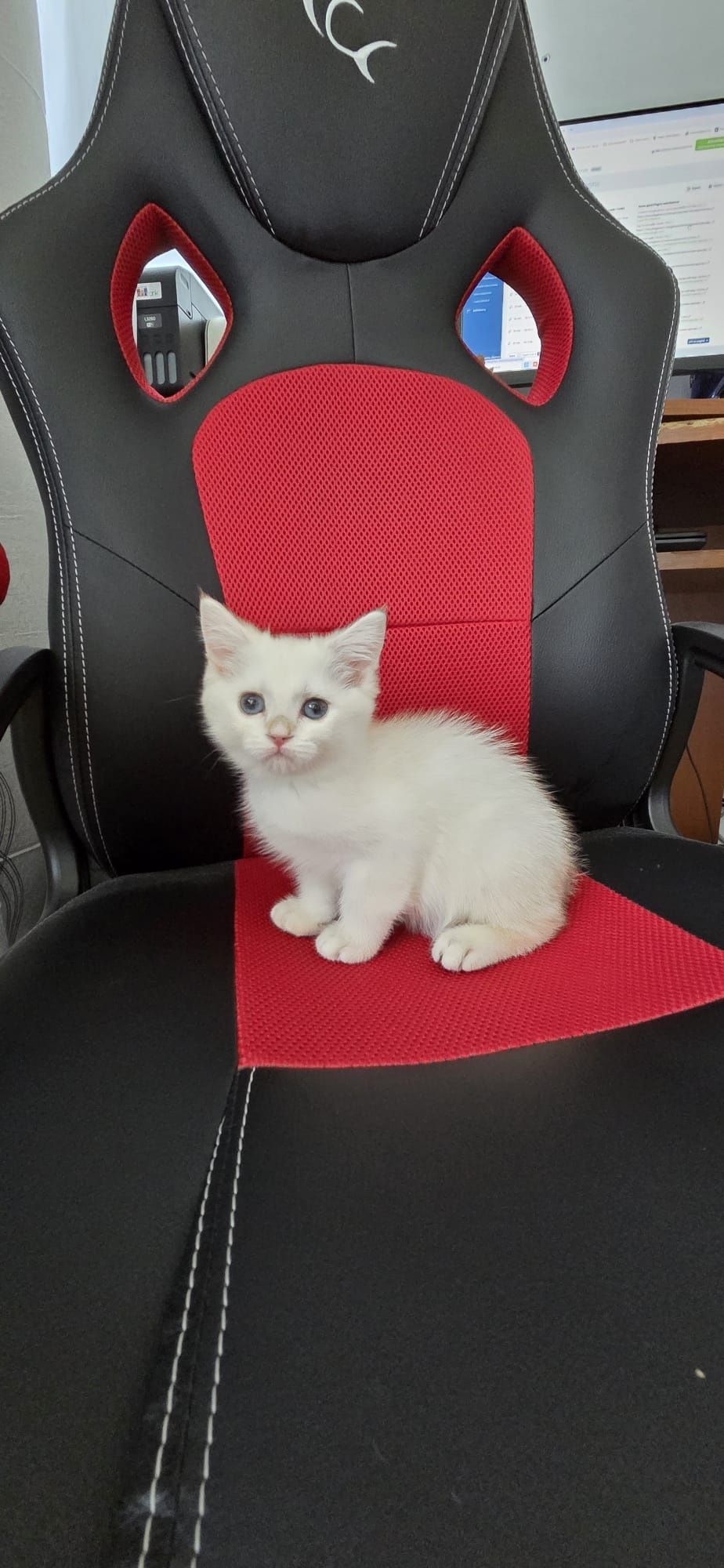 British longhair si shorthair