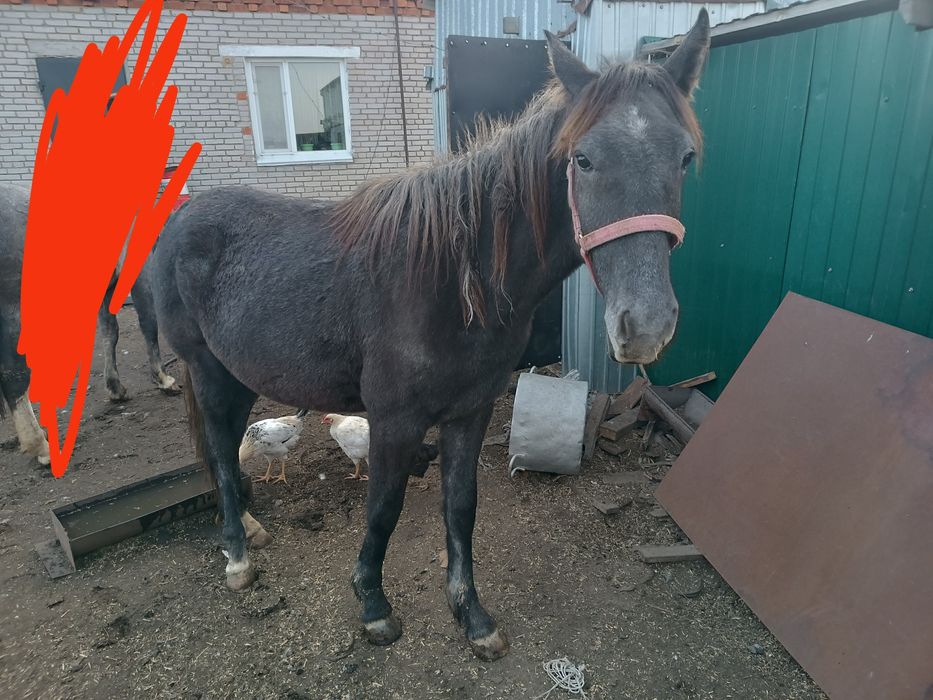 Продам кобылку!!!