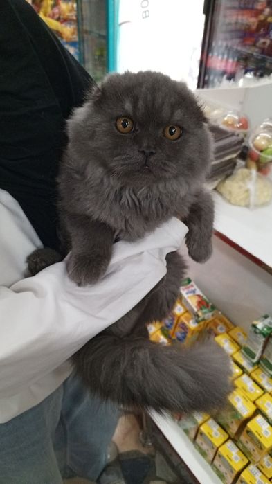 скоттиш фолд зотли мушук ками бор