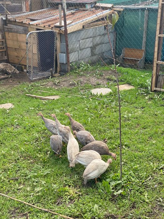 Токачки на 3месеца