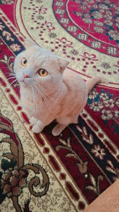 Шотладский вислоухий