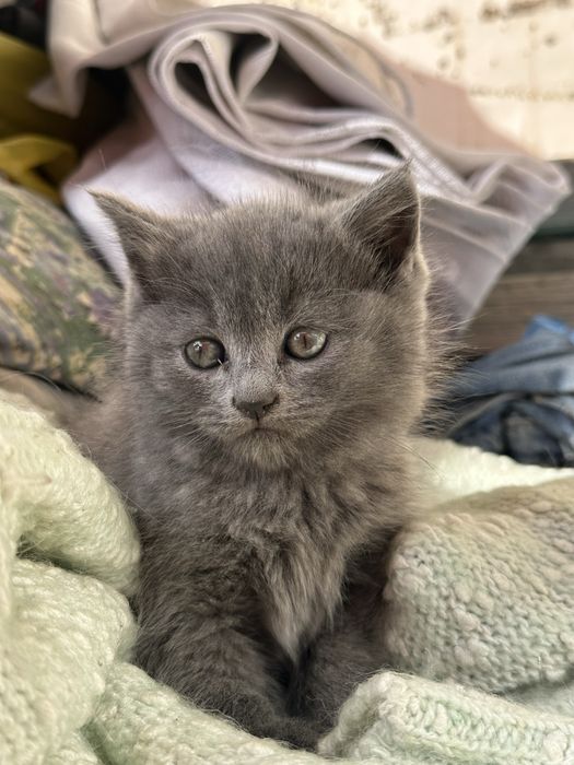 Отдаем котенка Британца в добрые руки