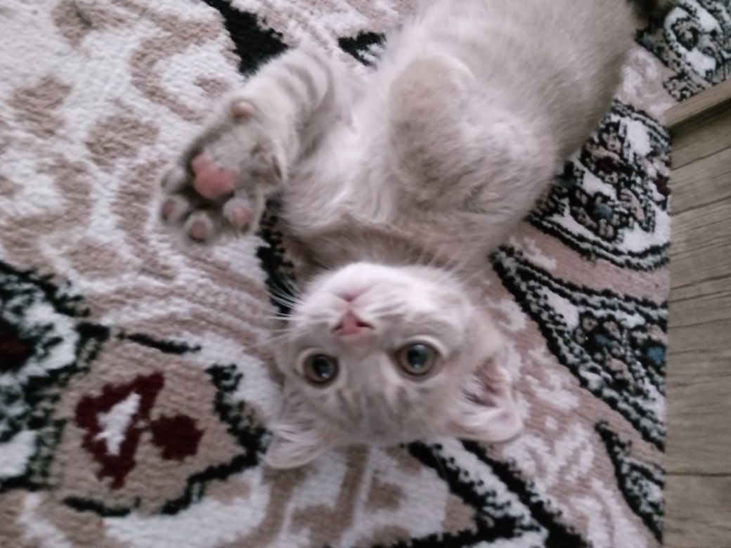 Шотландский вислоухий котёнок