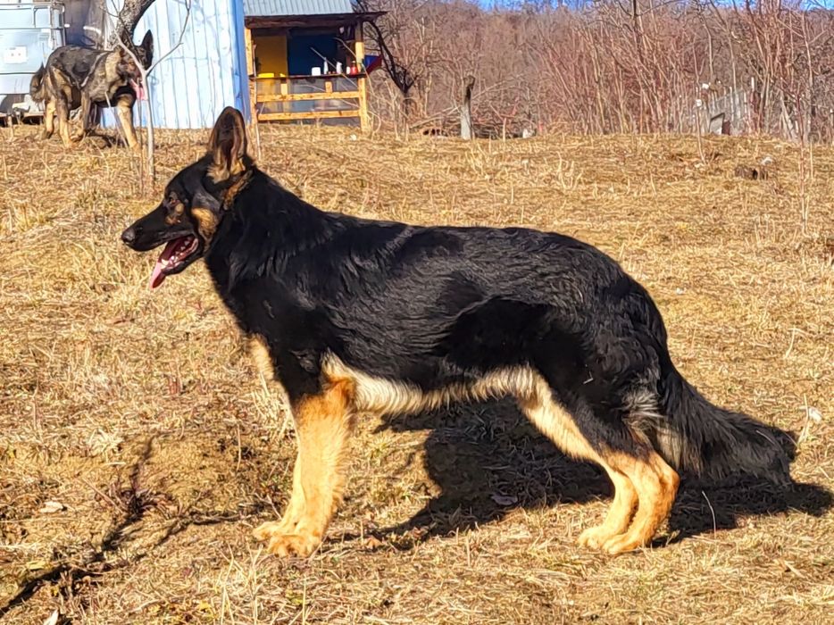 Ciobanesc german linie de lucru