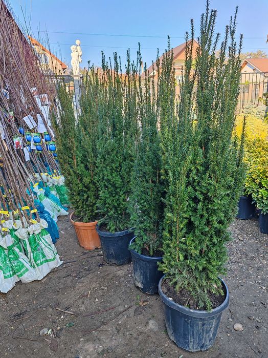 Taxus 1.7 m la ghiveci