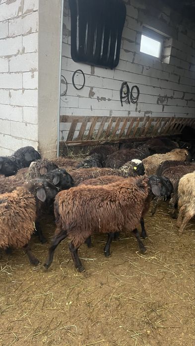 Продам бараны токты марка