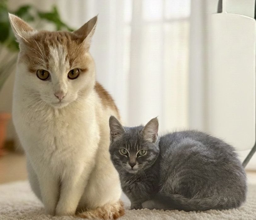 Отдам в добрые руки кошек