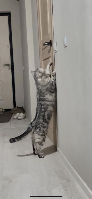 Британский домашний кот