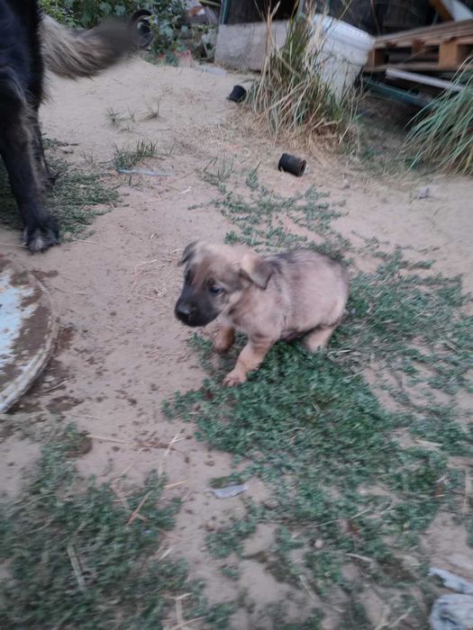 Pui caine lup - adoptie - se platesc decat vaccinurile efectuate