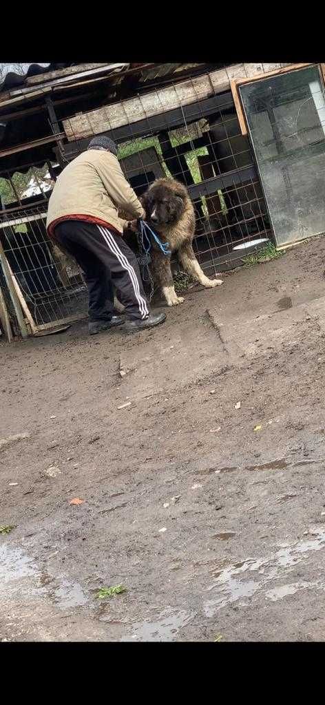 Vând carpatini în vârstă de o lună