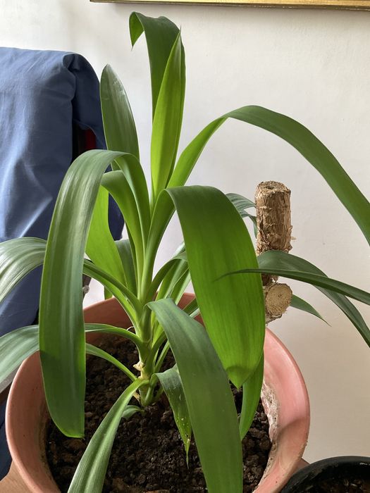 Aloe vera,yucca,calanchoe,suporturi pentru ghivece,muscate