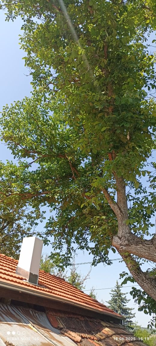 Орех за рязане с разрешително