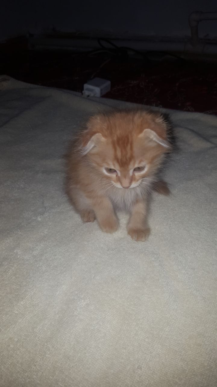 Вислоухие котята