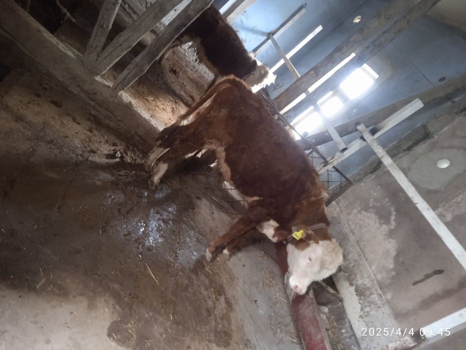 Сментал аврекол зотдор букалар бор нархини келишамиз