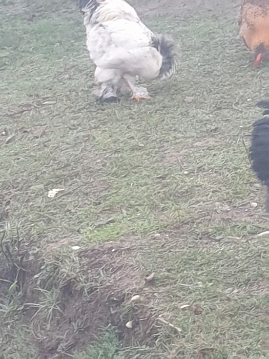 Vand gaini brahma 150 bucata 300 perechea