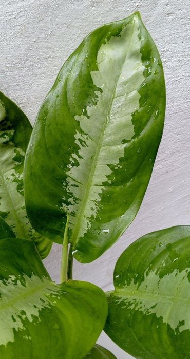 Аглаонема Паттая Бьюти. Экзотические цветы для дома и офиса.