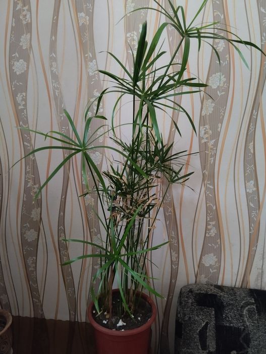 Комнатные растения циперус