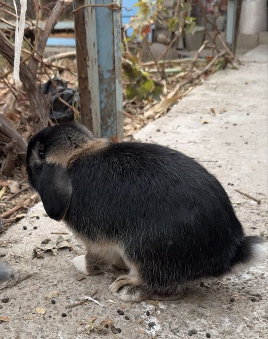 Вислоухий кролик Баран